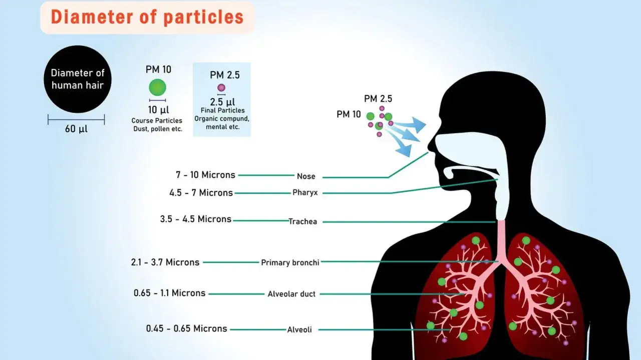 Ilustraci&oacute;n muestra c&oacute;mo las part&iacute;culas contaminantes entran en el cuerpo humano, afectando desde la nariz hasta los alv&eacute;olos.