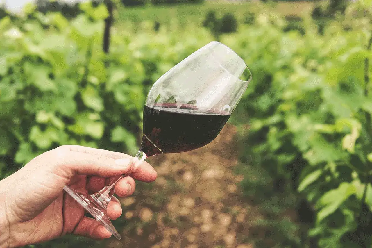 Un bicchiere di vino rosso in una vigna. I solfiti cosa sono? Conservanti naturali nel vino, essenziali per la sua stabilit&agrave;.