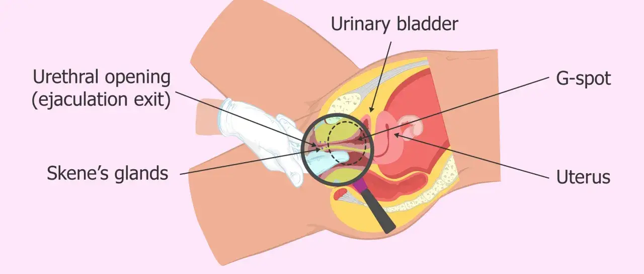Anatomia kobieca: cewka moczowa, gruczoły Skene'a, G-spot, macica. Klucz do kobiecego wytrysku.