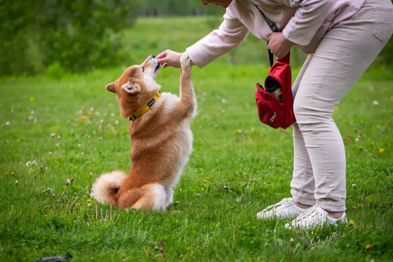 Ein Shiba Inu zeigt ausgefallene Hundetricks, indem er sich aufrichtet und nach einem Leckerli greift.
