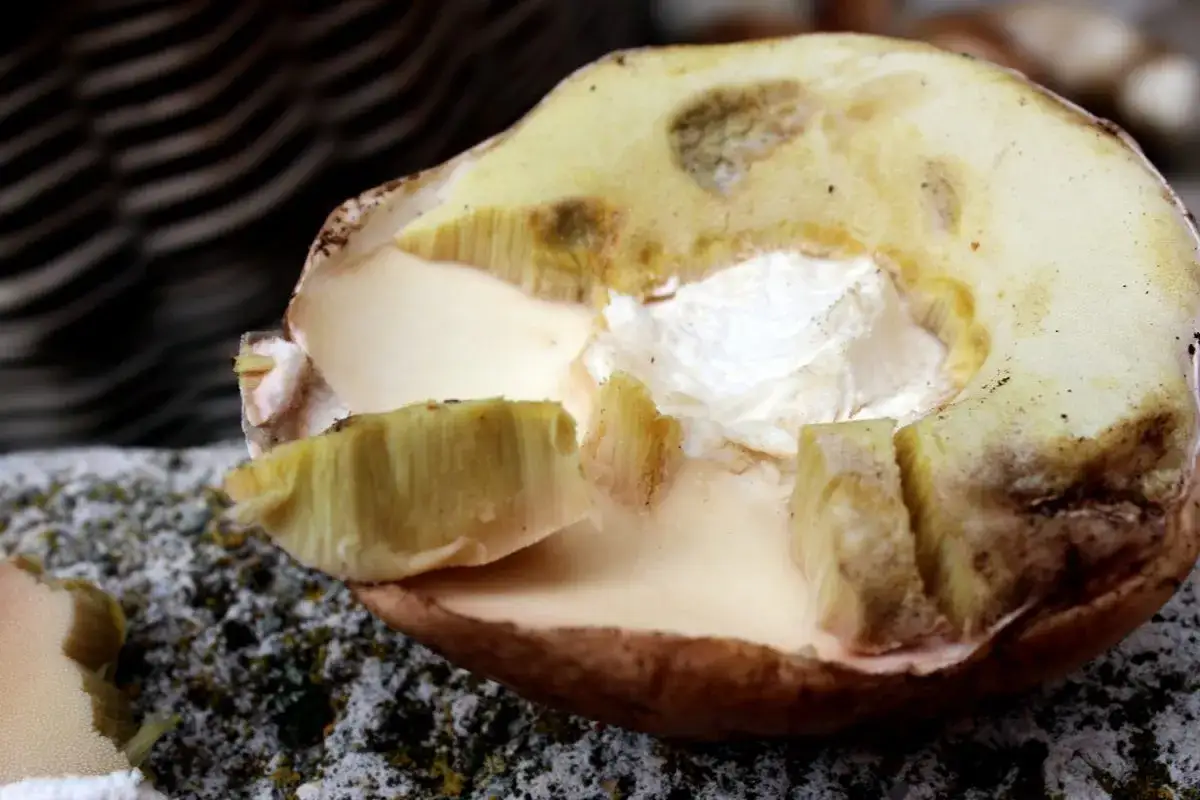 Boletus cortado, mostrando su interior blanco y esponjoso. Ideal para aprender como limpiar boletus y disfrutar de su sabor.