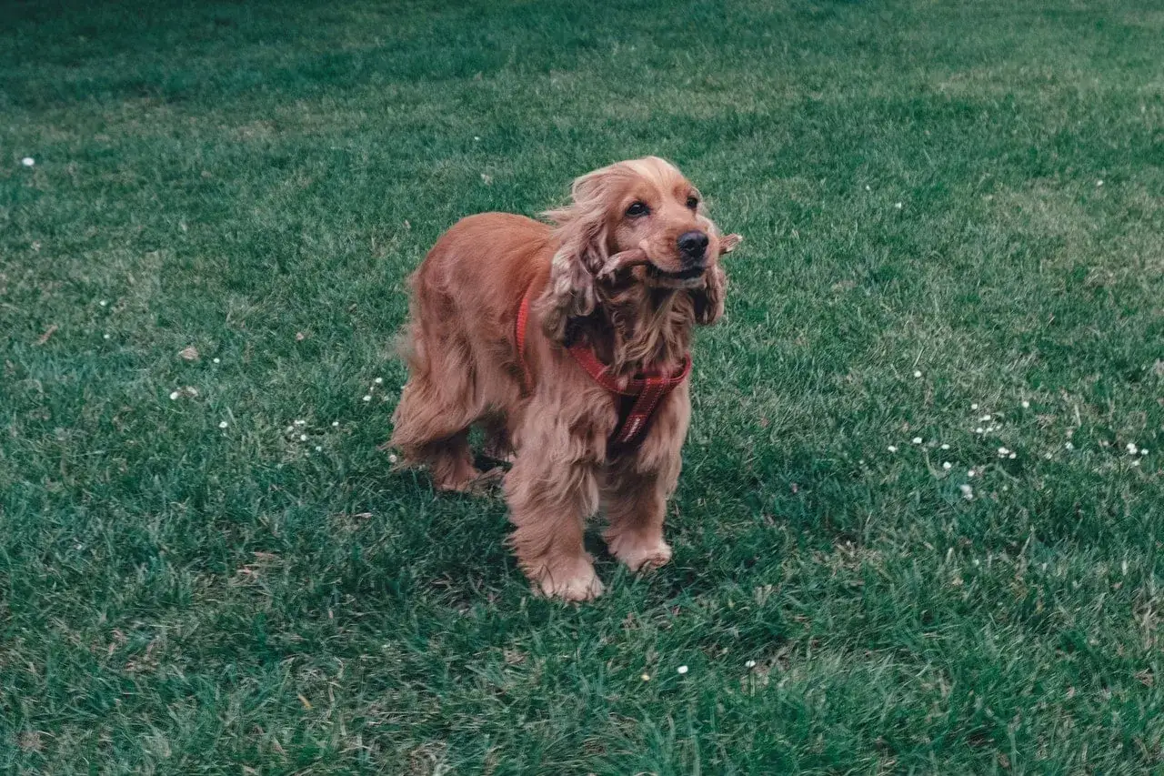 Uroczy spaniel miniaturka z patykiem w pysku stoi na zielonej trawie.