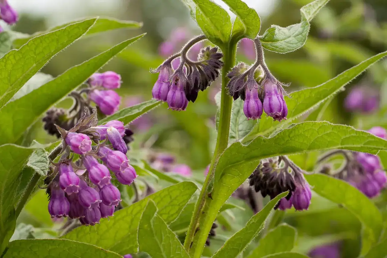 Fleurs de consoude aux teintes violettes, évoquant ses nombreux bienfaits pour la peau et la guérison.