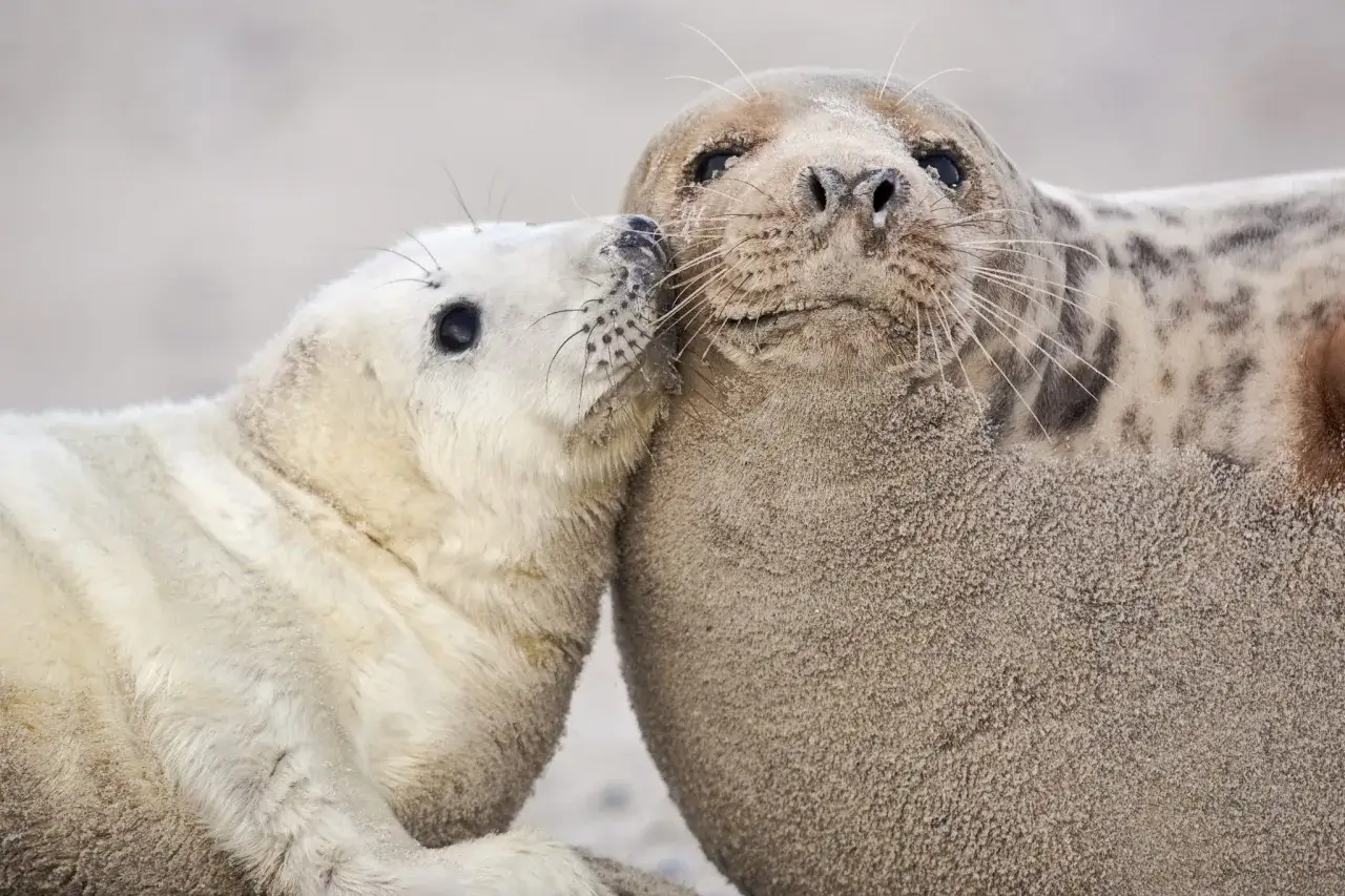 Ein Robbenbaby kuschelt sich an seine Mutter. Auf Helgoland kann man solche Momente der Natur hautnah erleben.