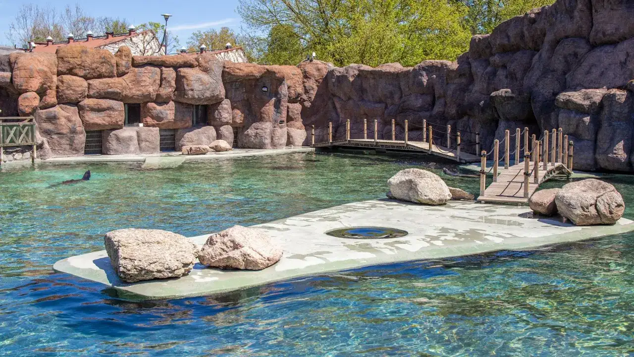 Foki pływają w czystej wodzie przy skalnych ścianach. Zoo Opole opinie są pozytywne, bo zwierzęta mają tu świetne warunki.