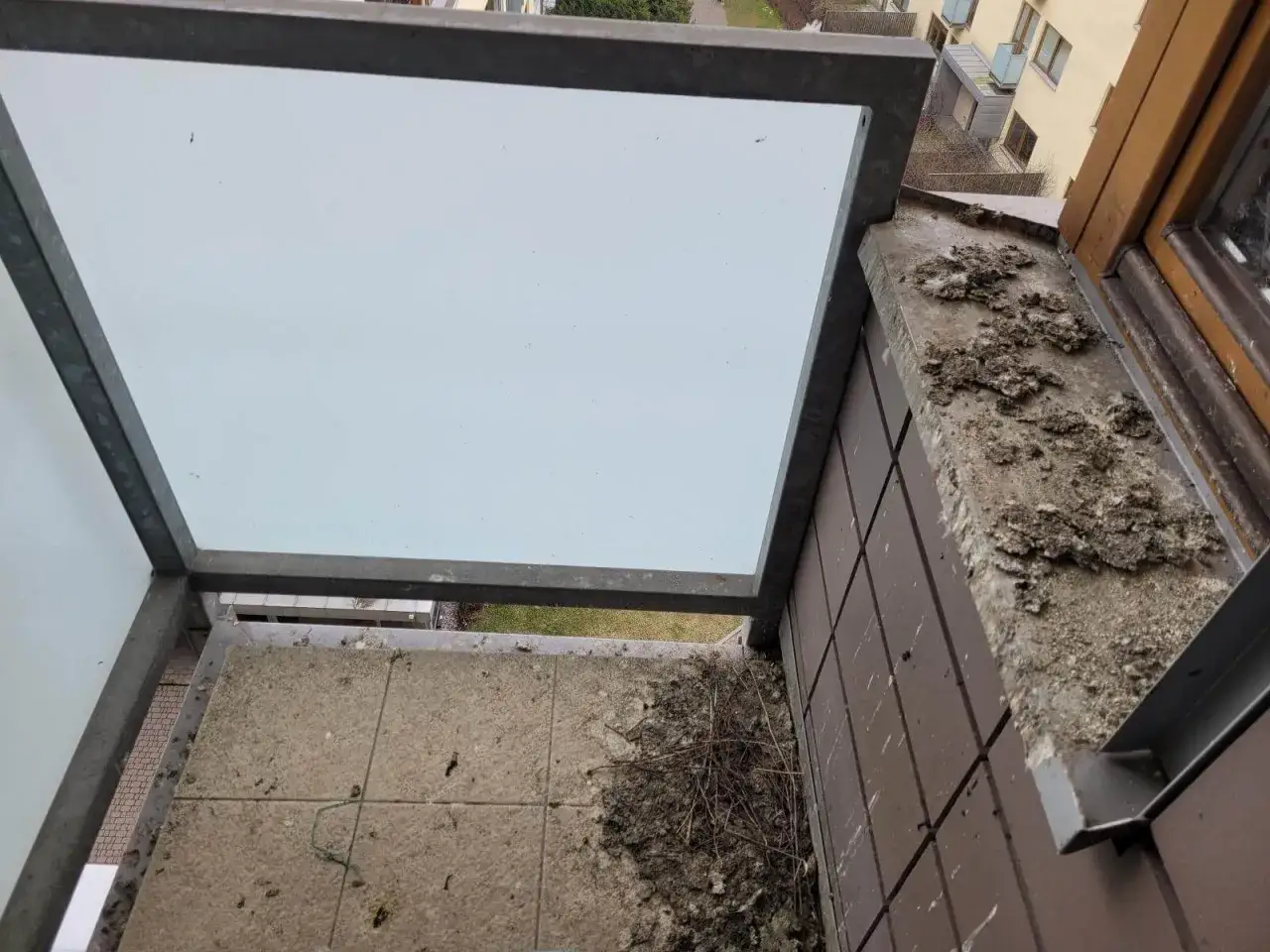 Brudny parapet i balkon, ślady po ptasich gniazdach. Jak odstraszyć wróble?
