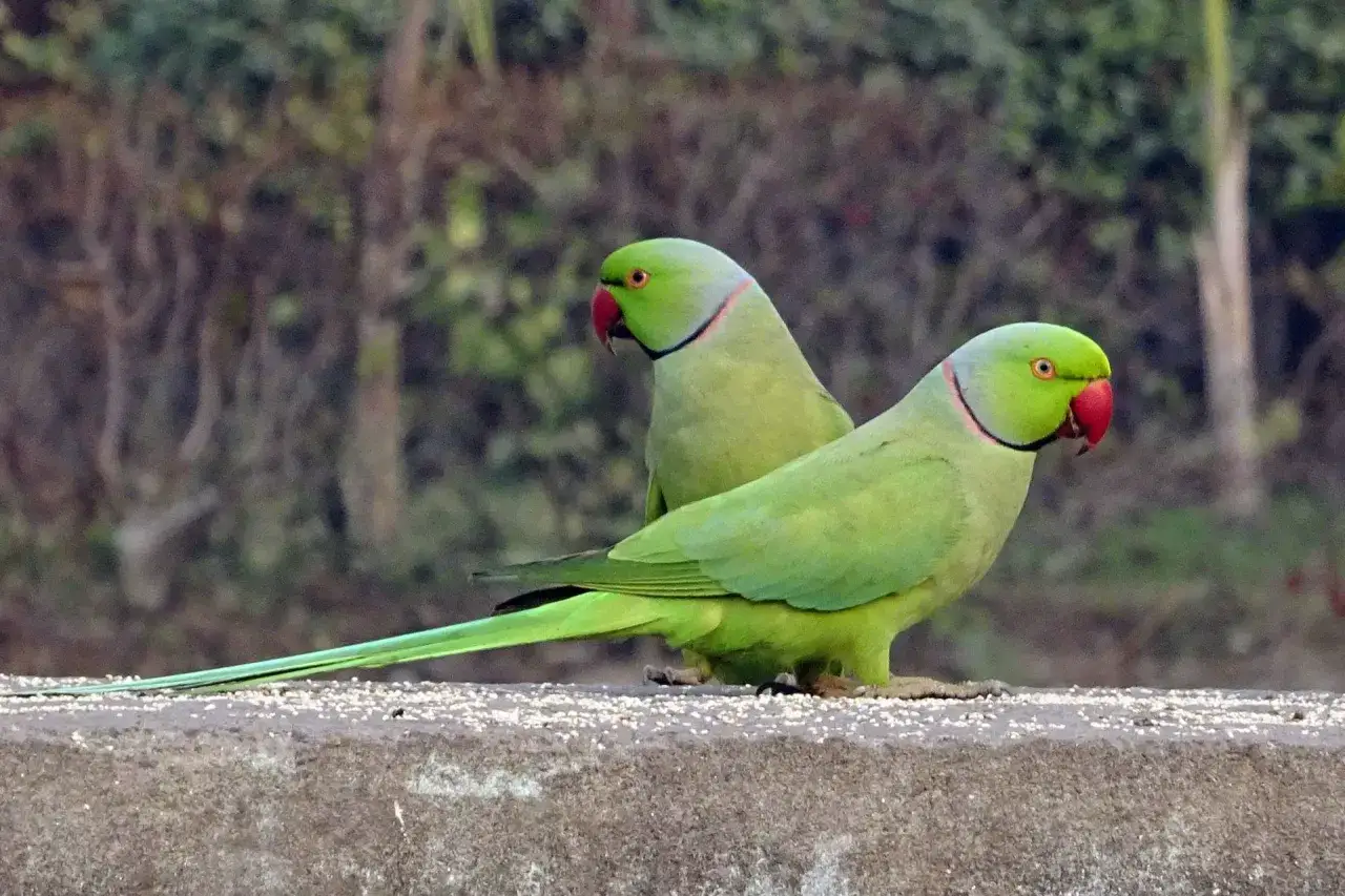 Due parrocchetti dal collare verde, con becchi rossi, mangiano semi su un muretto.