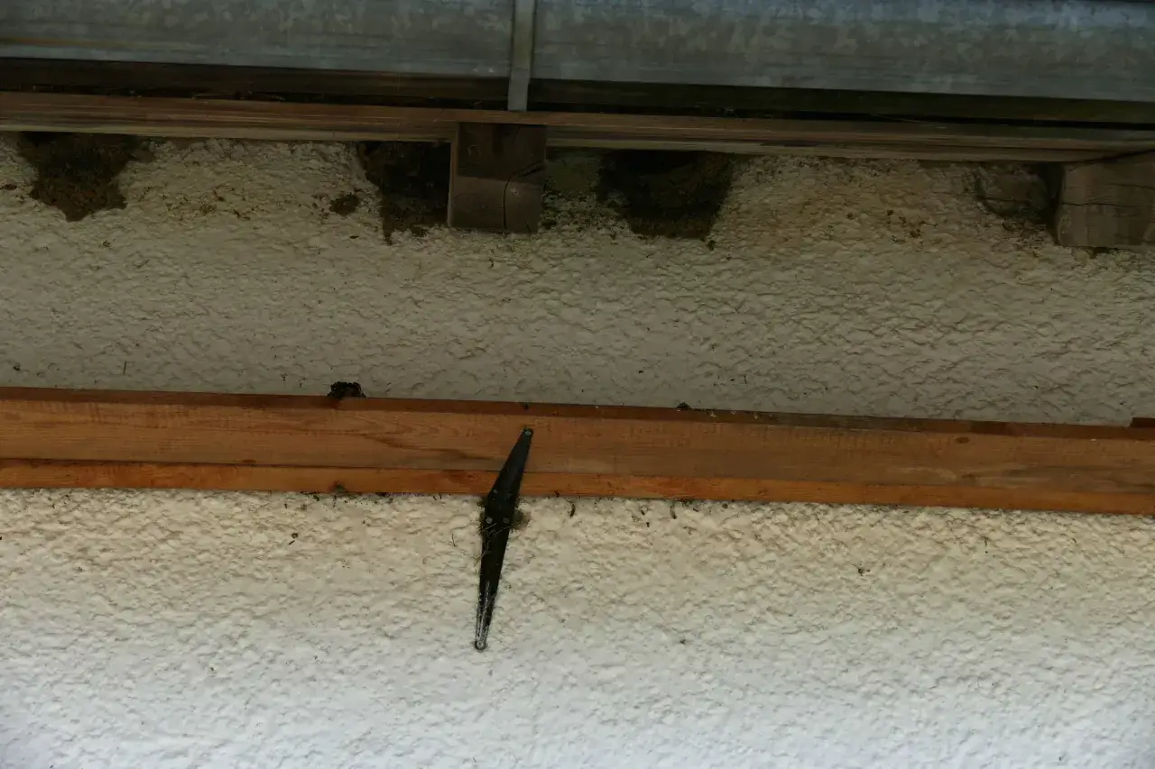Mehrere Schwalbennester am Haus unter dem Dachvorsprung. Ein schwarzer Scharnierfl&uuml;gel ist an der Wand befestigt.