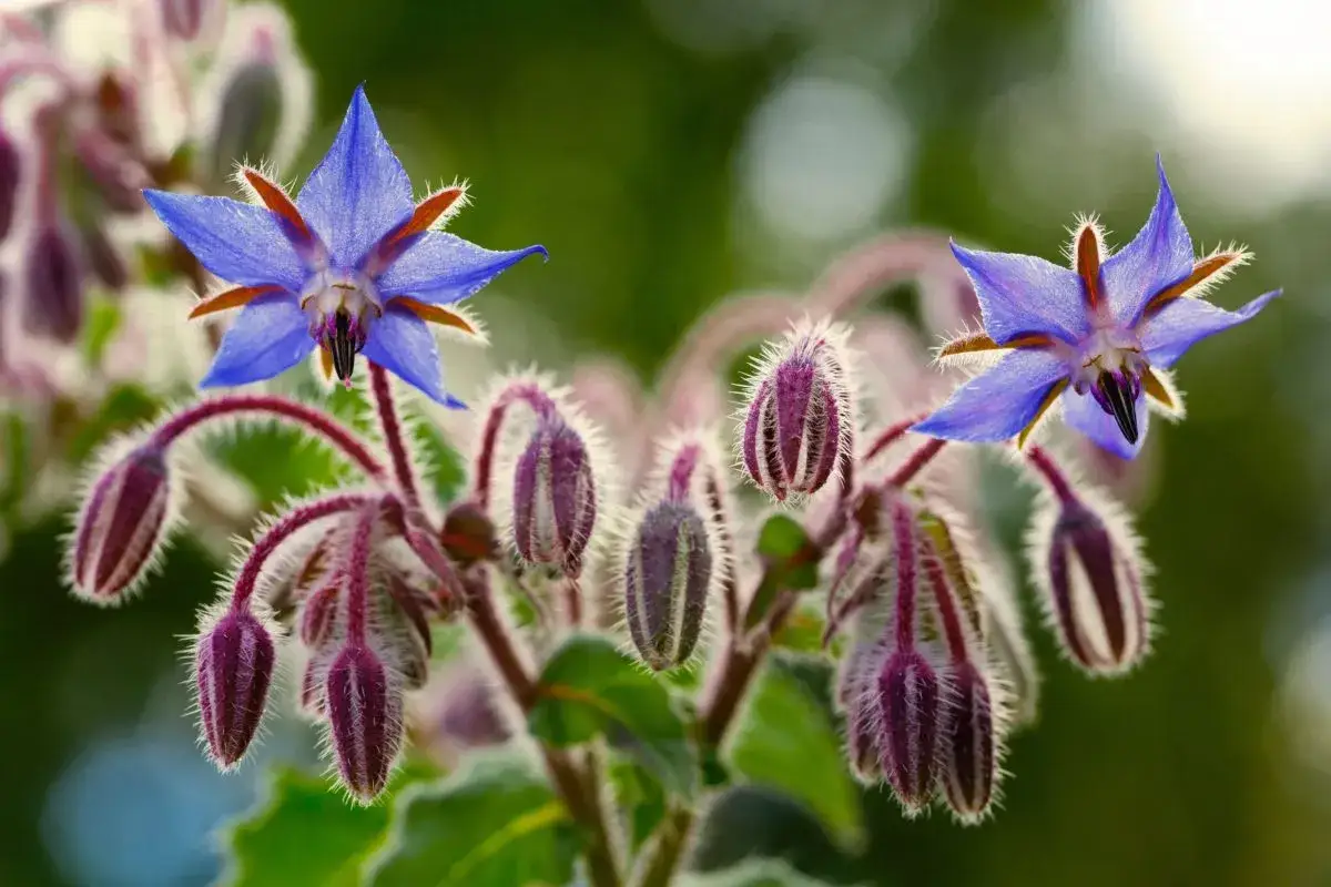 Fleurs bleues étoilées de bourrache, entourées de bourgeons velus pourpre. Le purin de bourrache est un excellent fertilisant.