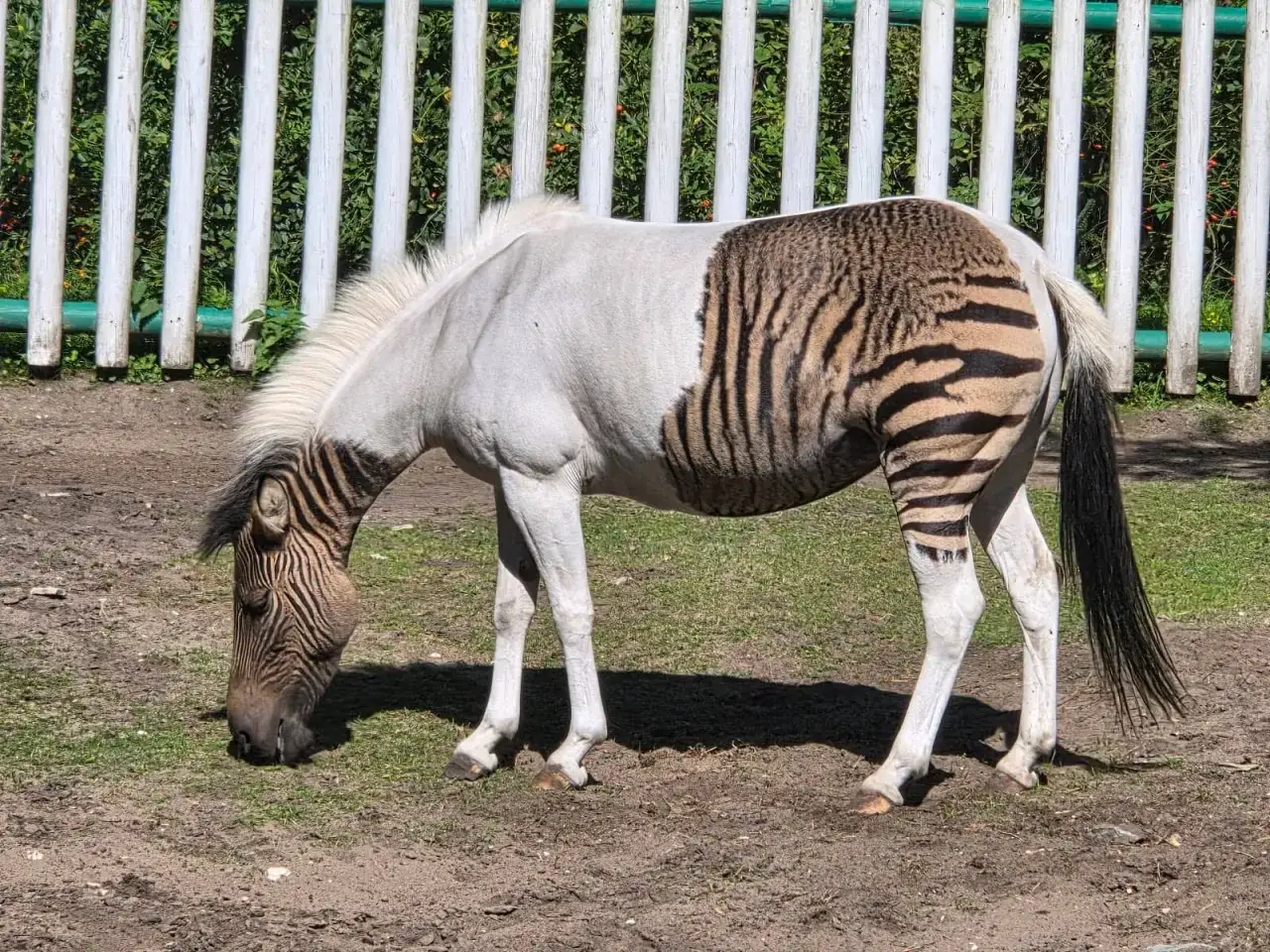 Safaripark Stukenbrock Safari Drive-Thru mit Tieren