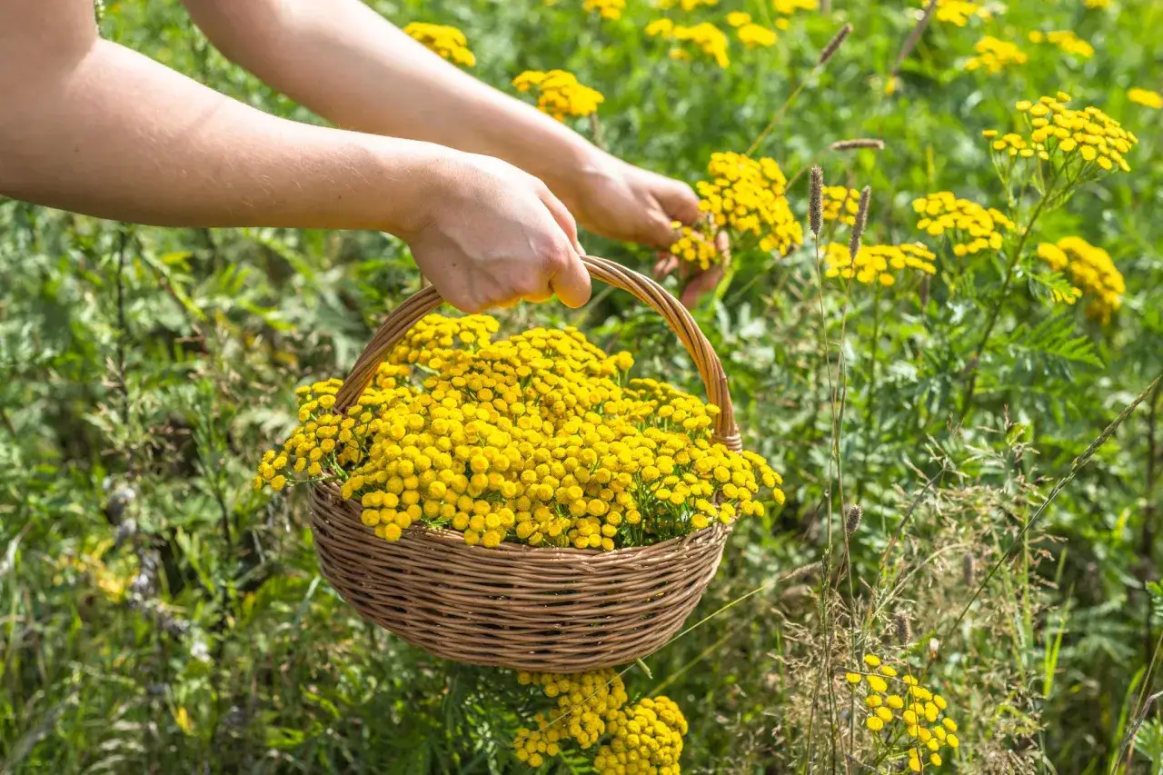 H&auml;nde sammeln gelbe Bl&uuml;ten f&uuml;r einen Korb. Diese Pflanzen gegen Zecken, wie Rainfarn, sind ein nat&uuml;rlicher Schutz.