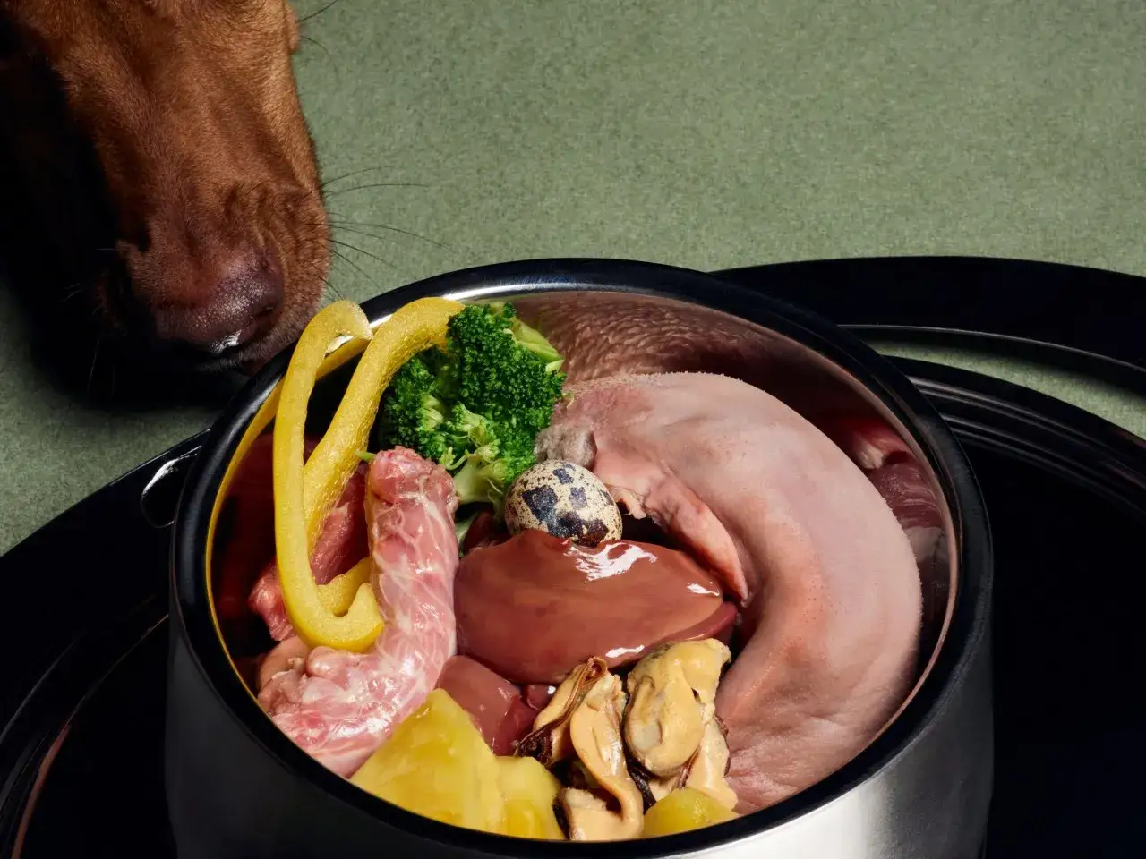 Un chien renifle un bol de nourriture crue. Ce repas, composé de viande, d'abats, de légumes et d'œufs de caille, est une alternative au barf chien, selon l'avis vétérinaire.