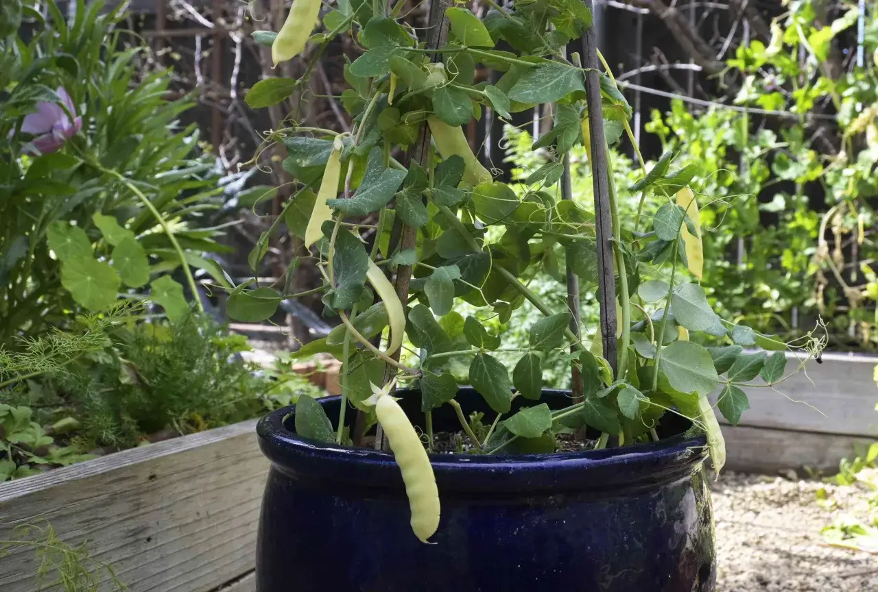 A pea plant in a blue pot is supported by stakes, showing that peas need a trellis to grow upwards and produce pods.