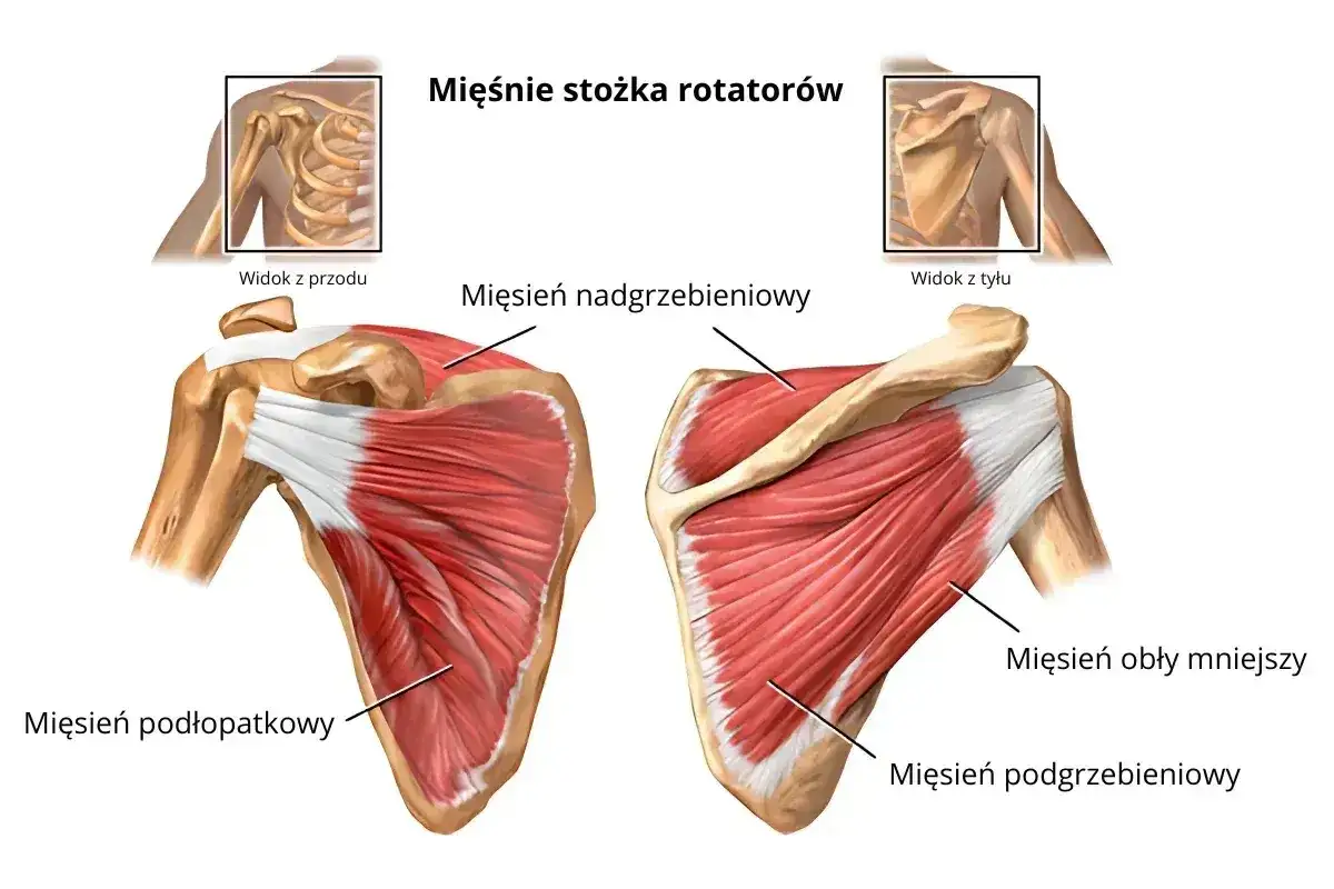 Anatomia barku: mięśnie stożka rotatorów, które mogą powodować ból barku. Widok z przodu i z tyłu.