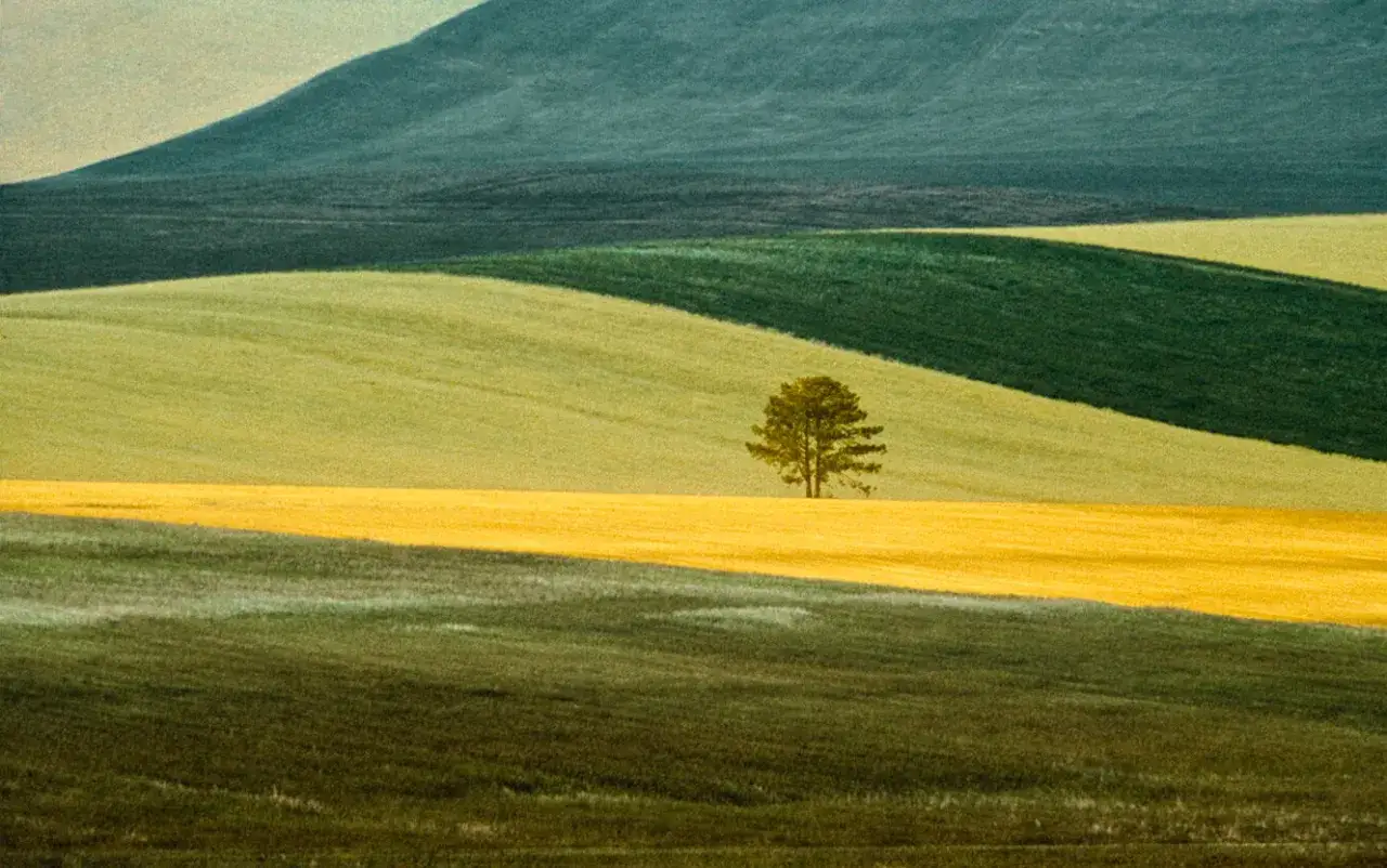 Un singolo albero solitario su un campo dorato, un paesaggio collinare con strisce di verde e giallo. Il fotografo ha catturato la bellezza della natura.