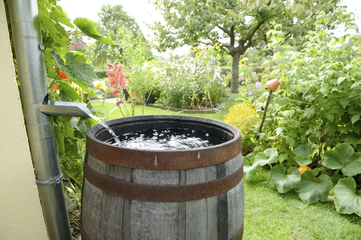 Acqua piovana riempie una botte in un giardino rigoglioso, alimentando le piante.