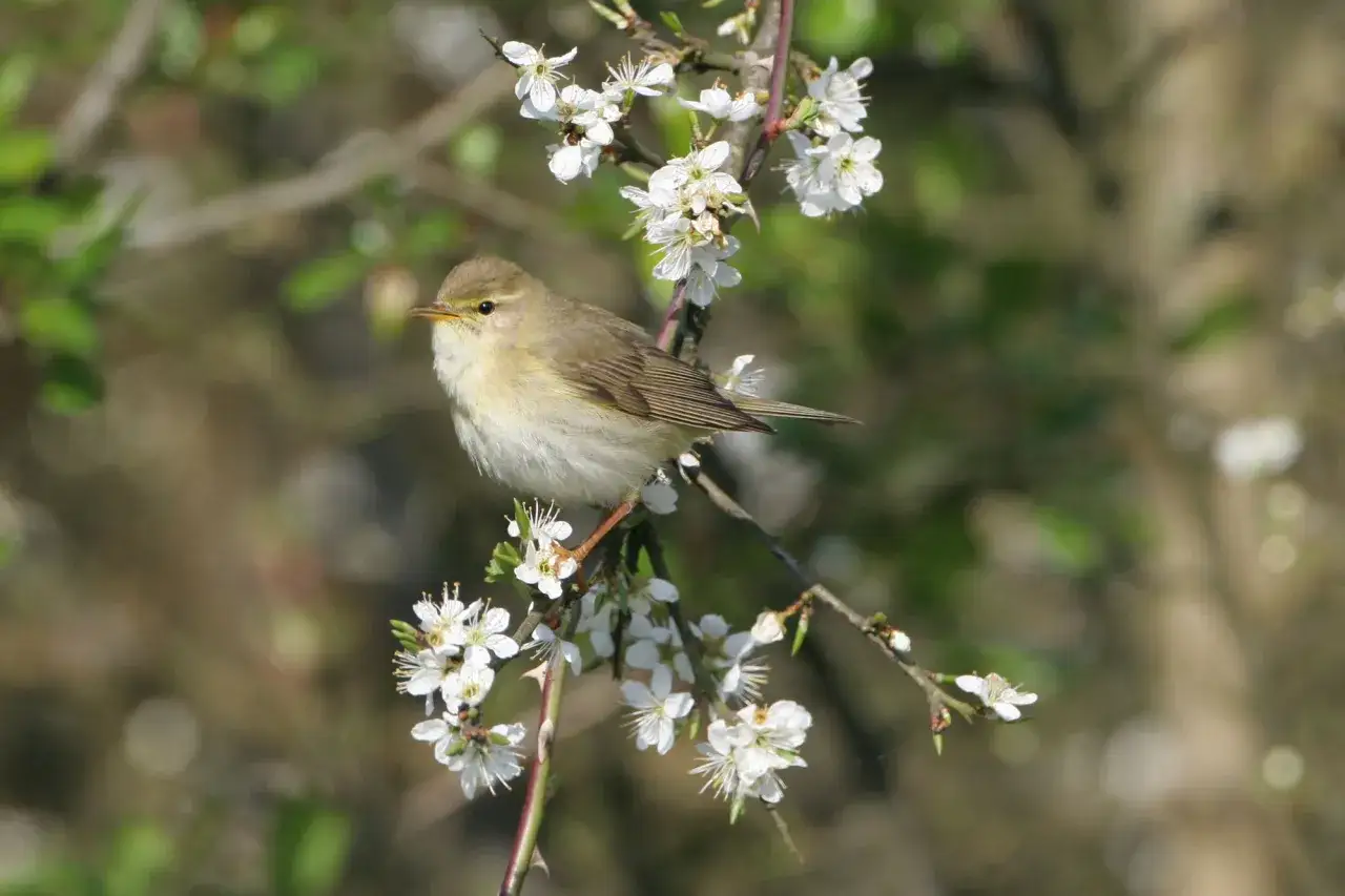 Ein Fitis-Vogel sitzt auf einem blühenden Zweig. Sein Nest ist wahrscheinlich in der Nähe.