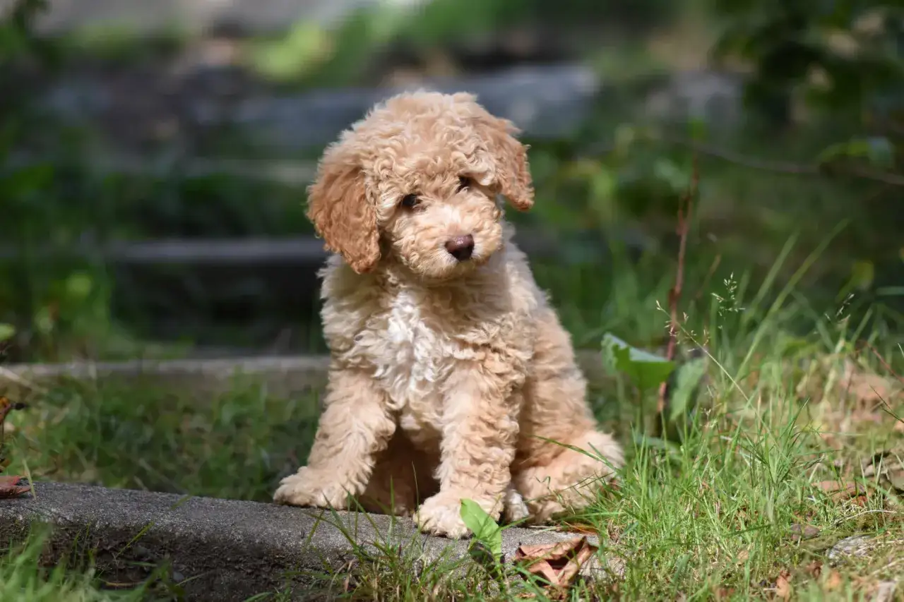 En söt labradoodle mini sitter i gräset och tittar nyfiket.