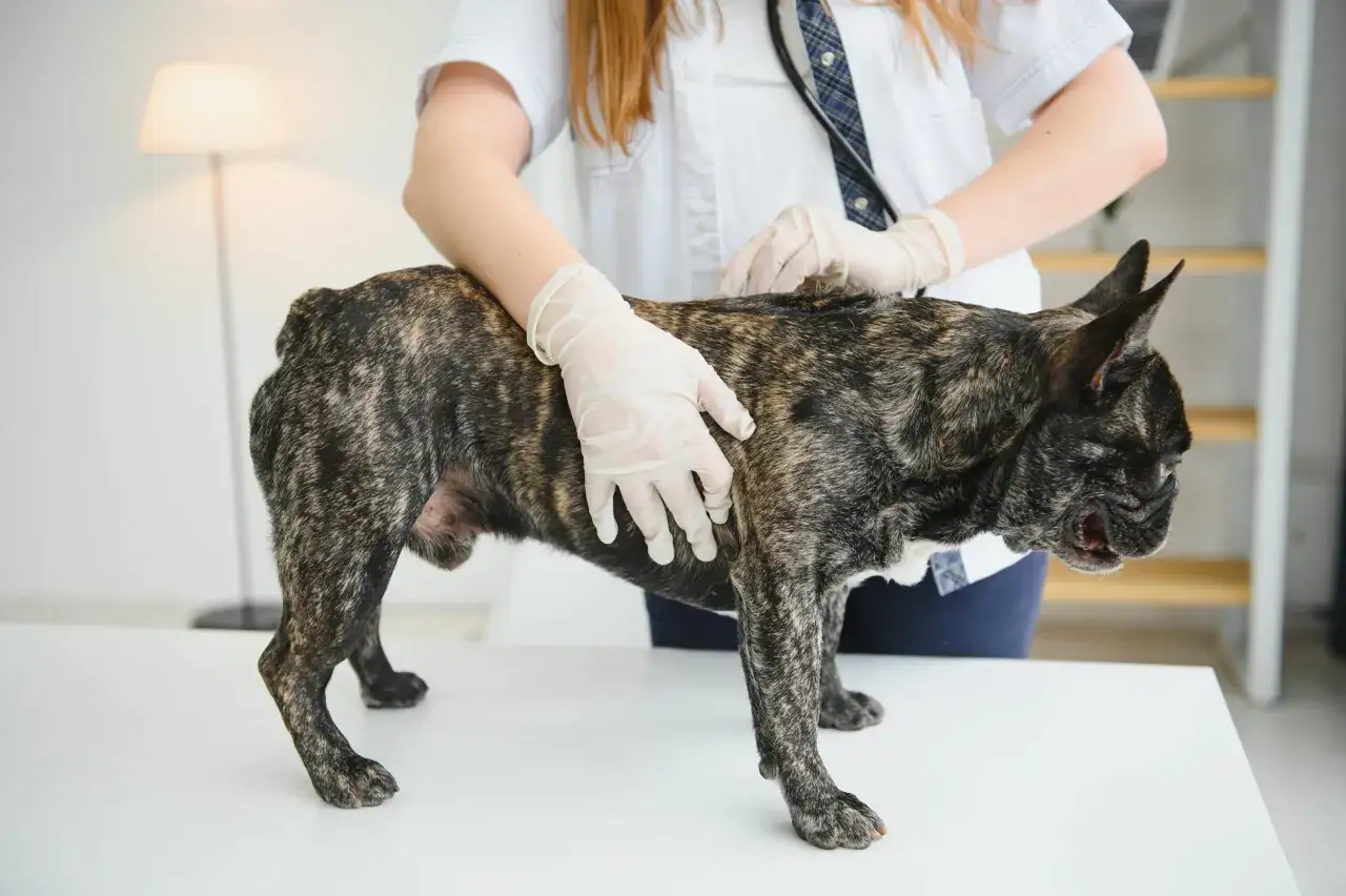 Vétérinaire examinant un chien tigré. Le syndrome de Cushing chez le chien peut affecter son espérance de vie.