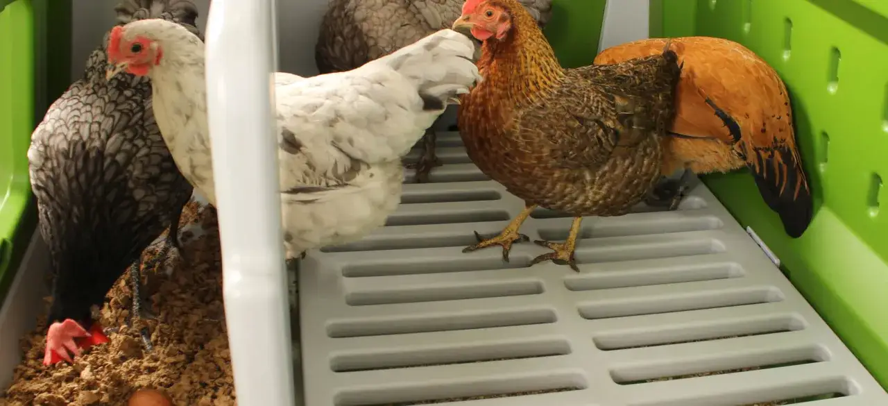 Galline in un recinto per allevamento galline a terra. Diverse razze con piumaggio variopinto, una depone un uovo.