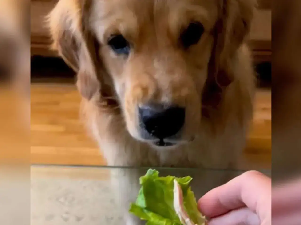 Ein Golden Retriever schaut neugierig auf einen Salatblatt mit Fleisch. Darf ein Hund Salat essen?