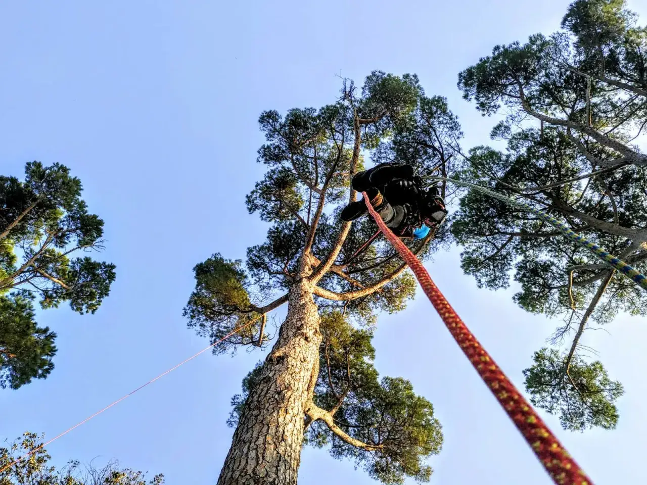 Arboricoltore in cima a un pino, pronto a potare. L'esperto usa corde per raggiungere i rami più alti, mostrando come potare un pino troppo alto in sicurezza.