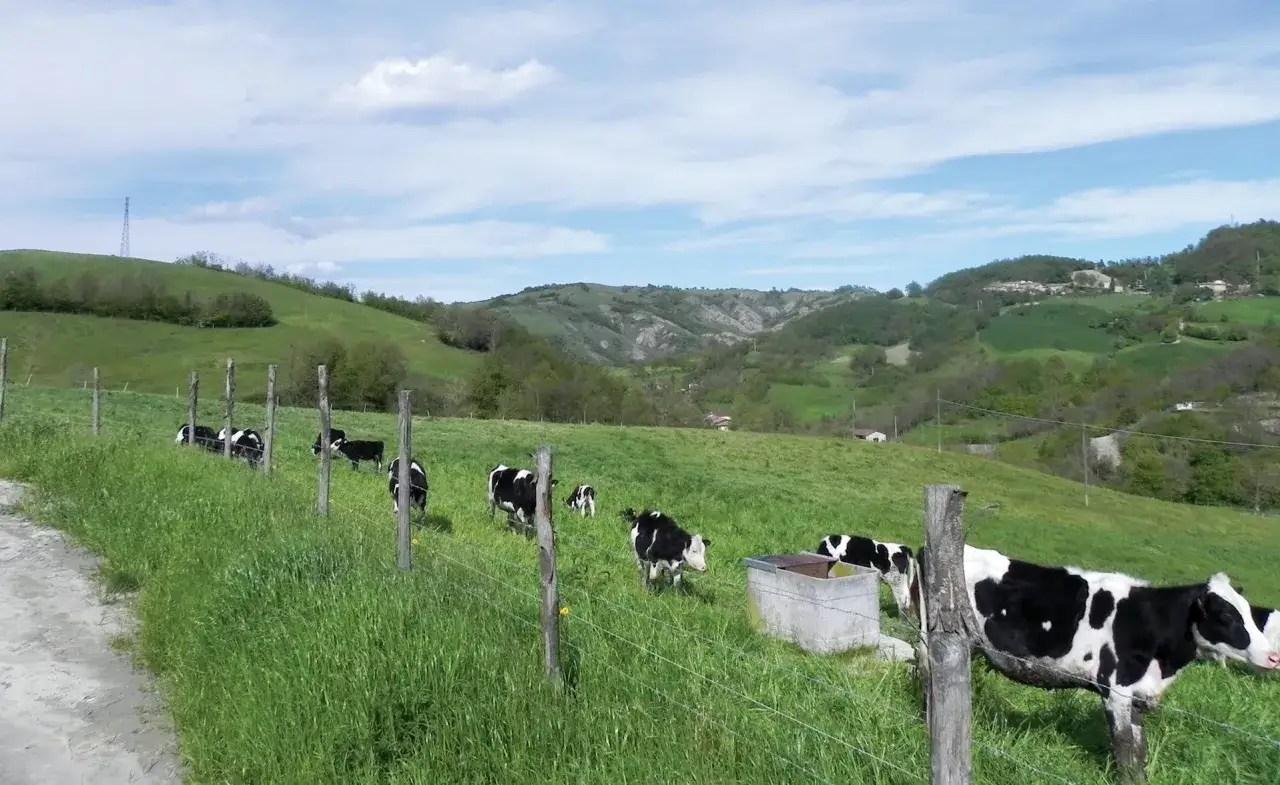 Mucca al pascolo in un rigoglioso prato verde, simbolo di un autentico allevamento biologico.