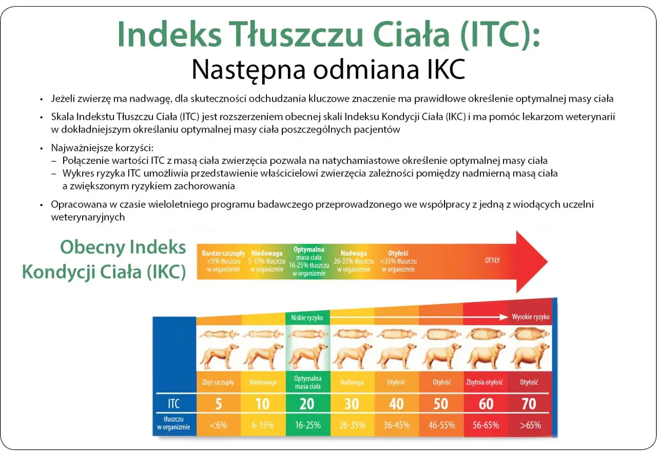 Skala ITC pomaga określić, ile powinien jeść pies, pokazując zależność między masą ciała a ryzykiem chorób.