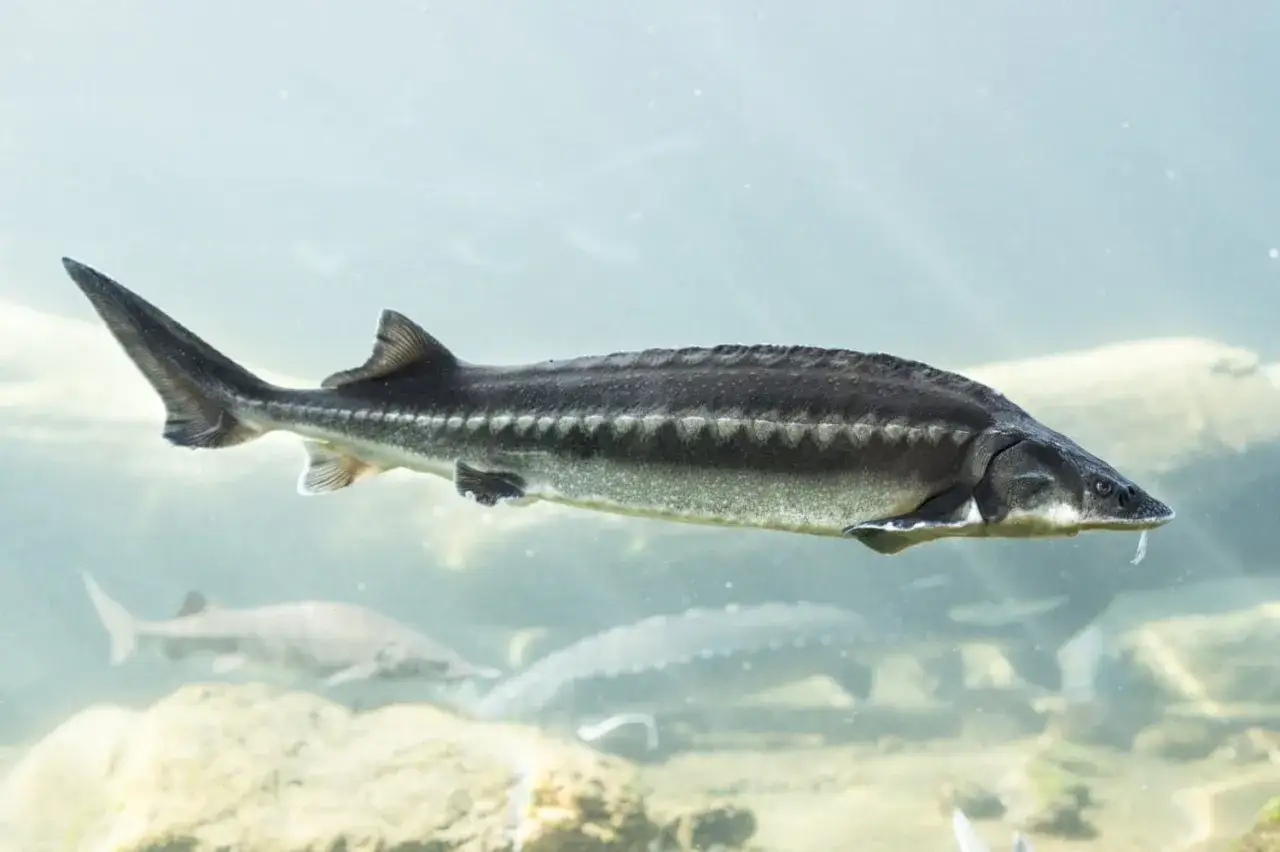 Un esturgeon nage dans un bassin, un poisson ancien dont la durée de vie en bassin peut être longue.
