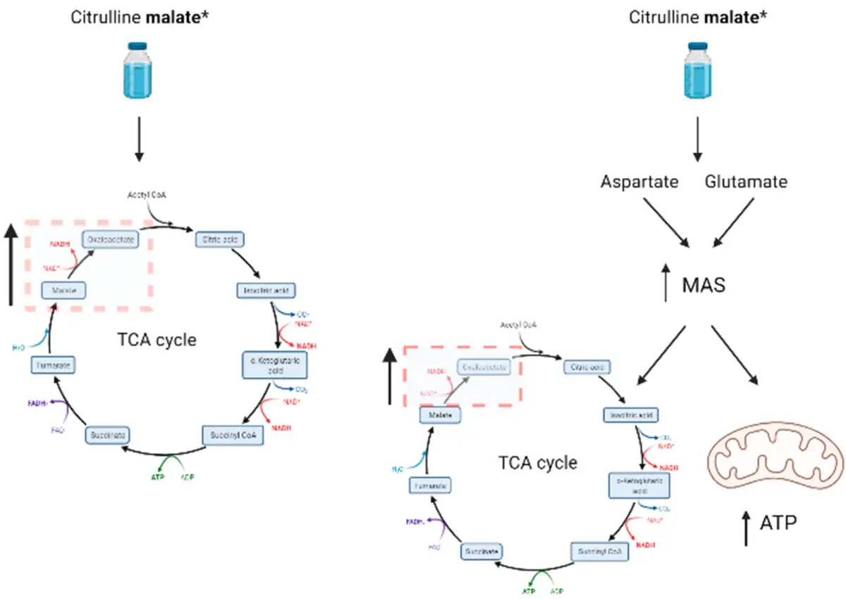 Schemat przedstawia wpływ jabłczanu cytruliny na cykl TCA i produkcję ATP w mitochondriach.