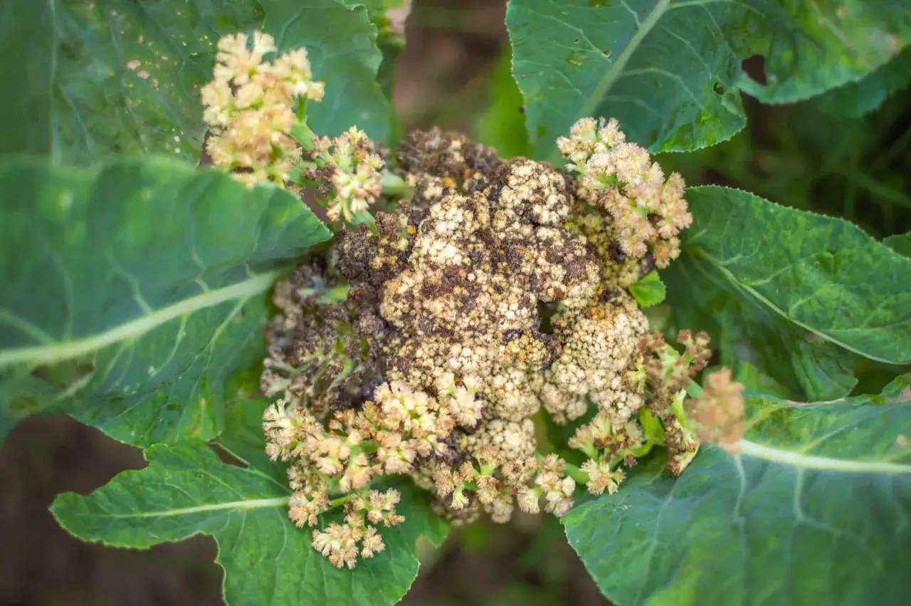 Ein Blumenkohl mit braunen Stellen, der im Garten w&auml;chst. Die Bl&auml;tter sind gr&uuml;n und gesund, aber der Kohlkopf zeigt Anzeichen von Verfall.