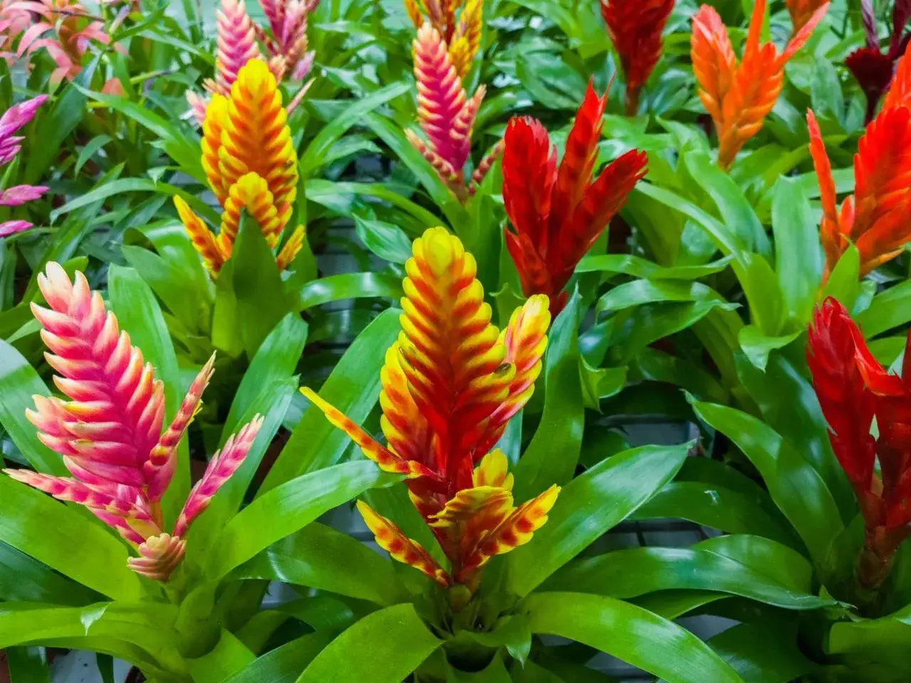 Kolorowe kwiatostany bromelii, przypominające pióropusze, w odcieniach różu, żółci i czerwieni. To piękne frizea po przekwitnięciu, wciąż zachwycające barwami.