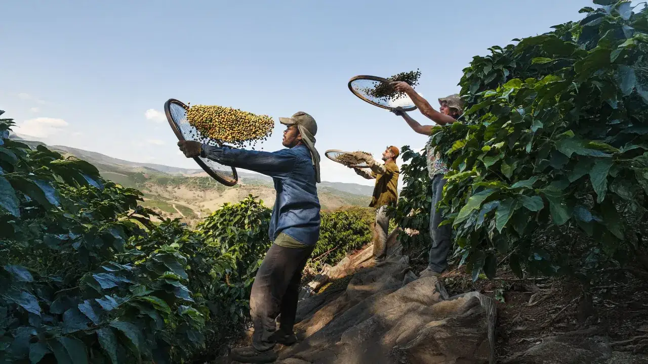 Lavorazione del caffè: contadini setacciano chicchi verdi su una collina lussureggiante, un processo essenziale per ottenere il caffè perfetto.