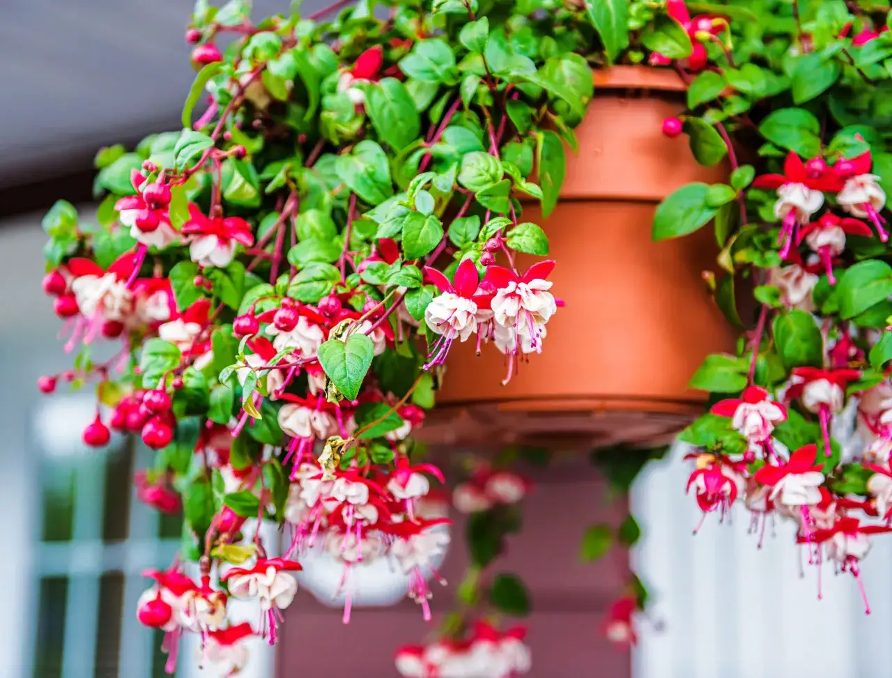 Cascades de fuchsias bicolores rouge et blanc, suspendus dans un pot. Une belle plante qui se demande si peut on garder un fuchsia &agrave; l'int&eacute;rieur.