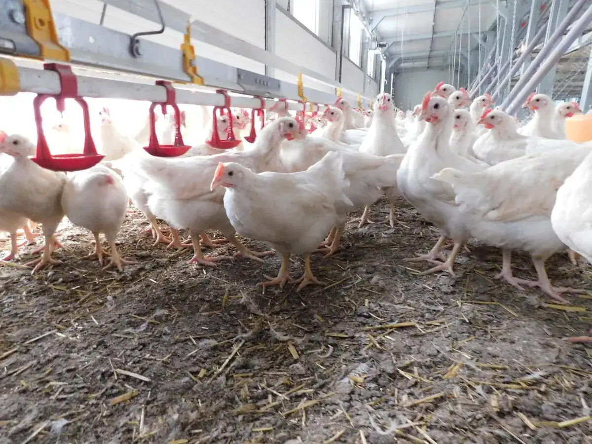 Eine Gruppe junger H&uuml;hner steht unter Futtertr&ouml;gen in einem Stall.