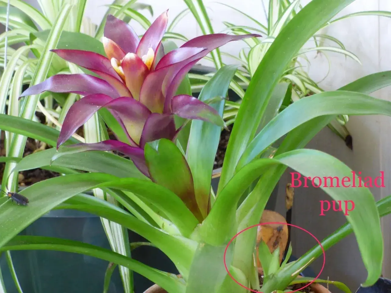 Guzmania jak dbać? Obok kwitnącej bromelii widać młode odrosty, czyli
