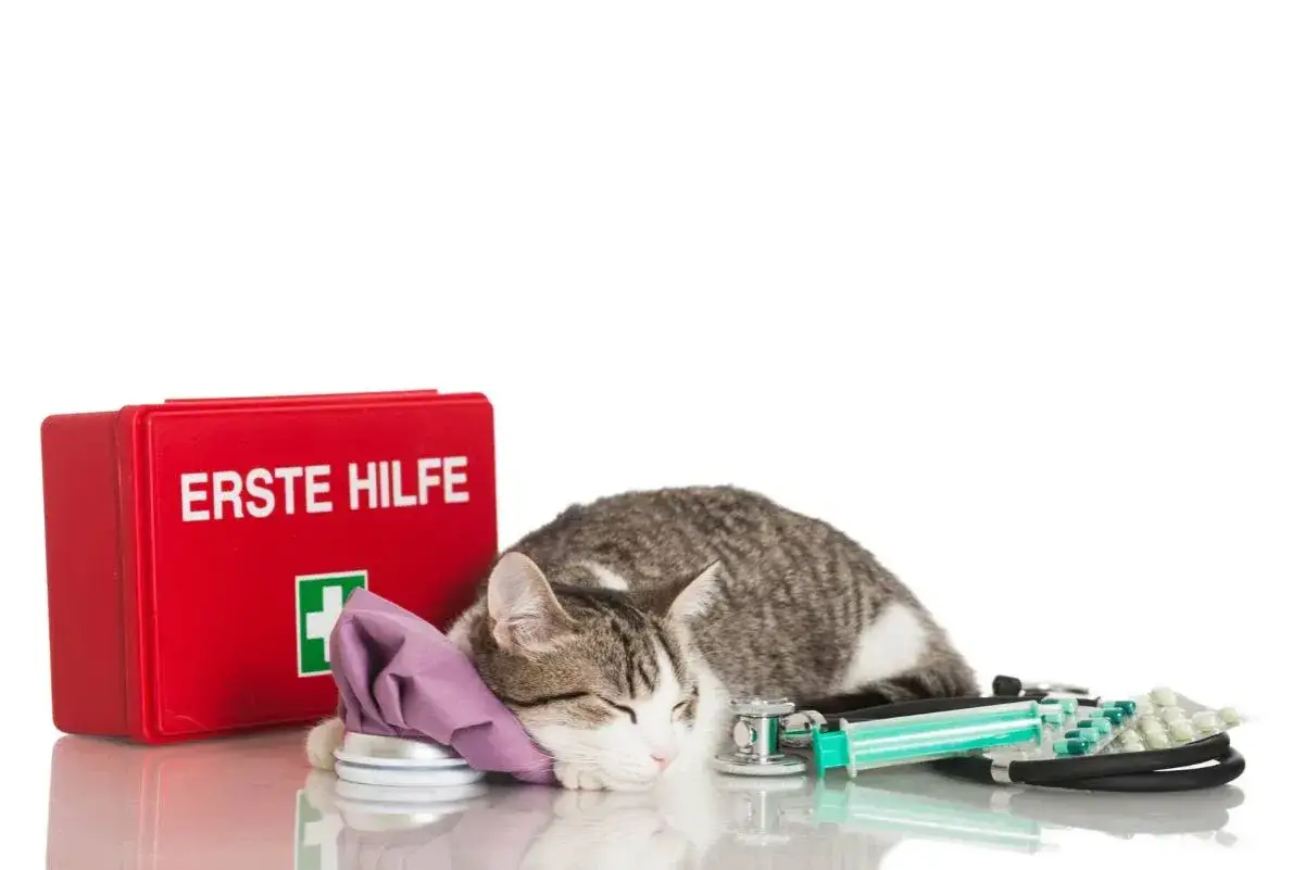 Verletzte Katze? Erste Hilfe Kasten, Kühlpack, Spritze und Medikamente liegen bereit. Was tun, wenn die Katze angefahren wurde?
