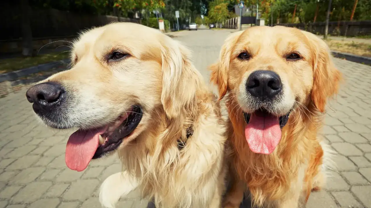 Dwa radosne golden retrievery, które wyglądają jakby właśnie dostały drugiego psa w domu. Ich języki wystają, a oczy błyszczą radością.