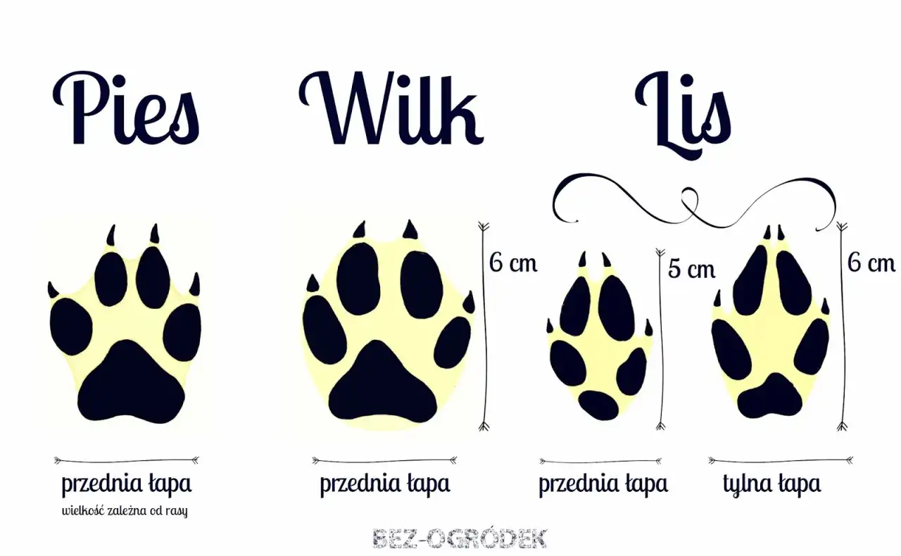 Por&oacute;wnanie ślad&oacute;w łap: psa, wilka i lisa. Widać r&oacute;żnice w wielkości i kształcie, szczeg&oacute;lnie ślady lisa są mniejsze.