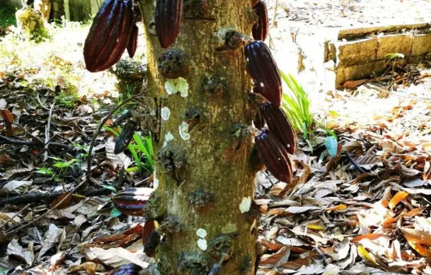 Dominikana rum kawa kakao mamajuana cygara