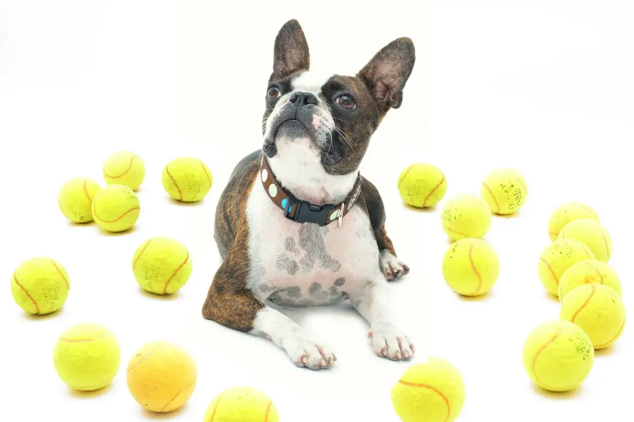 tabela porównawcza Mops Boston Terrier