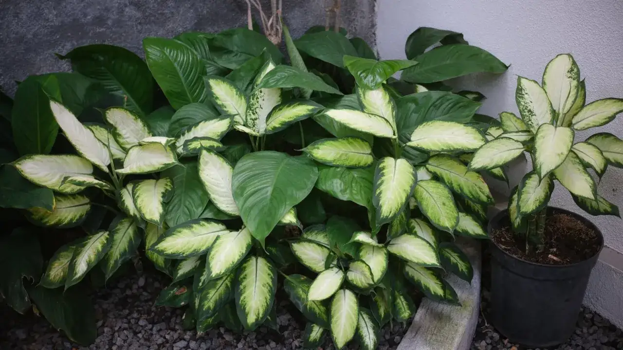 Gęsta, bujna **dieffenbachia** z liśćmi w odcieniach zieleni i bieli, rosnąca wśród kamyków i ciemnych liści.