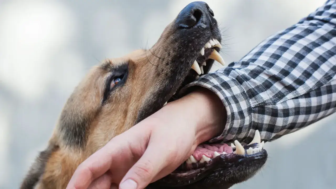 Gros plan sur une morsure de chien. Les crocs ac&eacute;r&eacute;s d'un berger allemand s'enfoncent dans le bras d'une personne portant une chemise &agrave; carreaux.
