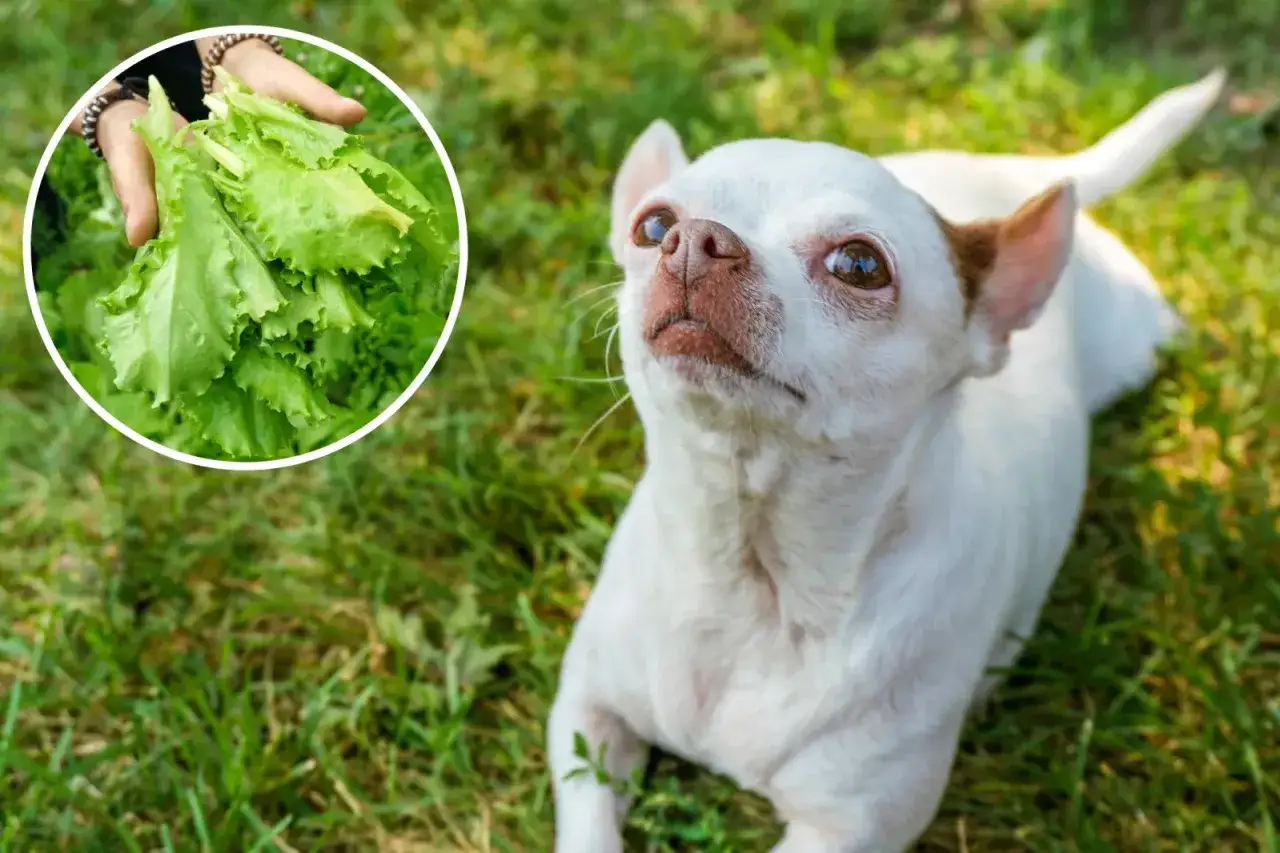 Un chihuahua mira con curiosidad un manojo de lechuga, demostrando que los perros pueden comer lechuga.