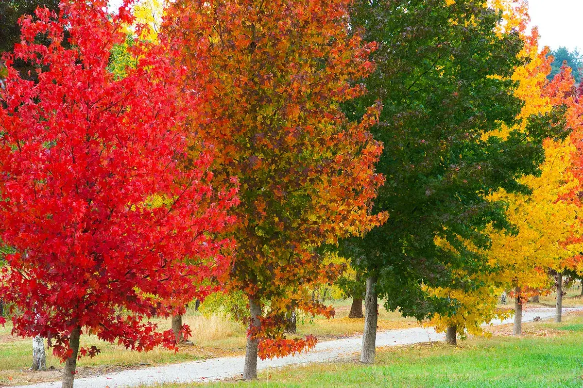 Un magnifique liquidambar arbre, paré de ses couleurs d'automne éclatantes, rouge, orange et jaune, se dresse fièrement.