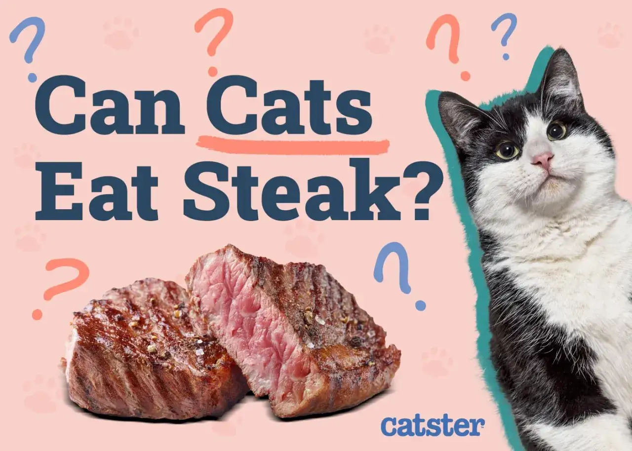 A black and white cat looks curiously at a juicy steak, with the question 
