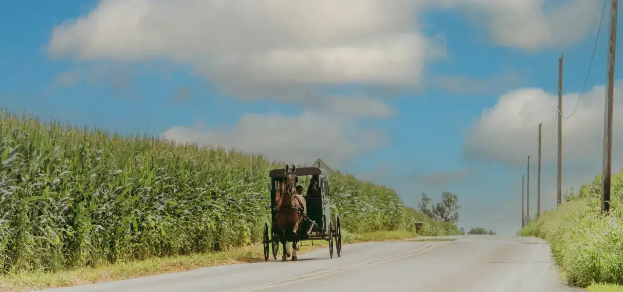 Häst och vagn på en landsväg kantad av majsfält, en idyllisk scen som påminner om amish i Sverige.