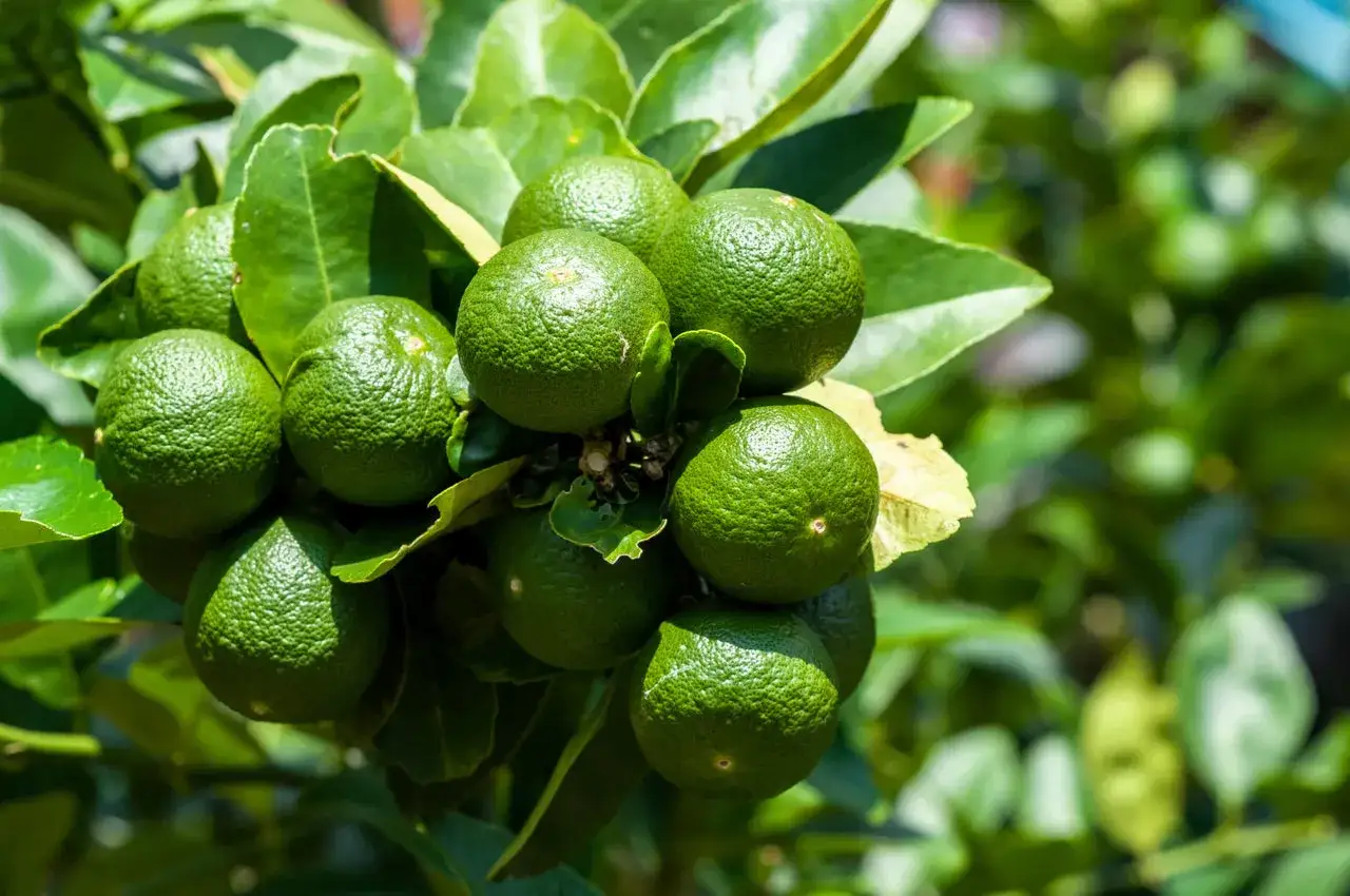 En klase gröna, omogna citrus aurantifolia hänger från en gren.