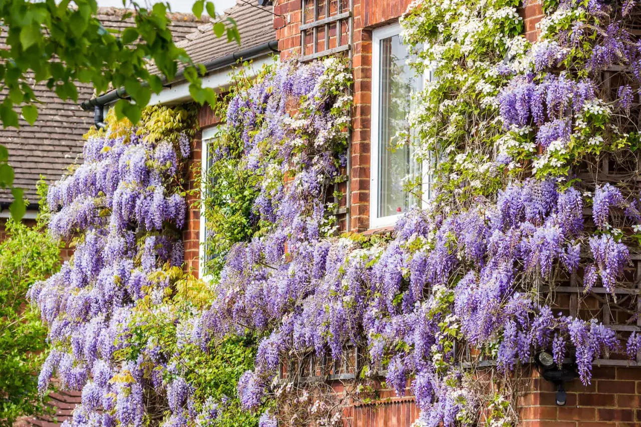 Ein Haus mit üppigem Blauregen, der die Ziegelwand bedeckt. Die langen, violetten Blütenrispen hängen herab und bilden einen blühenden Vorhang.