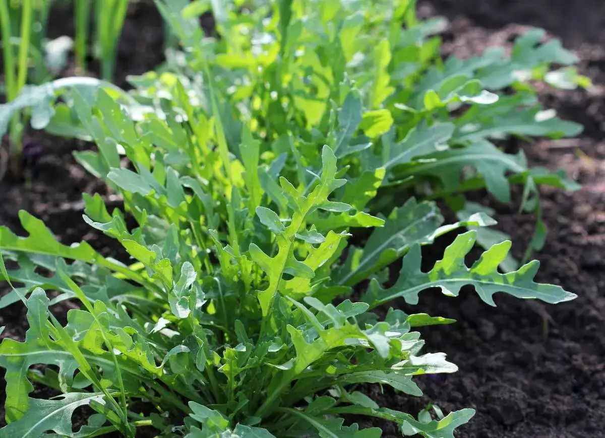 Des semis de roquette poussent en rang&eacute;es dans un sol sombre. Les feuilles vertes et dentel&eacute;es sont &eacute;clair&eacute;es par le soleil.